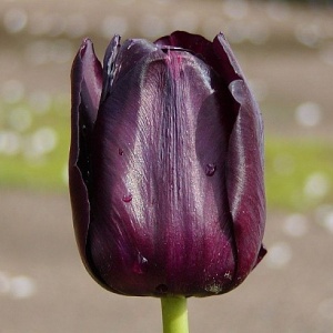 Луковица НВМ Тюльпан Квин оф Найт 10/11 фиолетовый 5шт