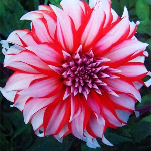 Клубень НВМ Георгина Декоративная Долли Н (II) 1шт