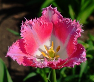 Луковица НВМ Тюльпан Даллас 10/11 розовый 5шт