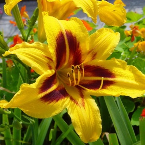 Корневище НВМ Лилейник Бонанза (II) 1шт