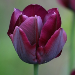 Луковица НВМ Тюльпан Роналдо 10/11 бордовый 5шт