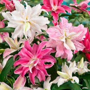 Луковица Лилии Ориентал Дабл  Микс , 3 шт/уп