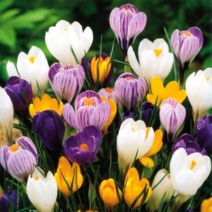 Луковица НВМ Крокус Микс 6/7 10шт