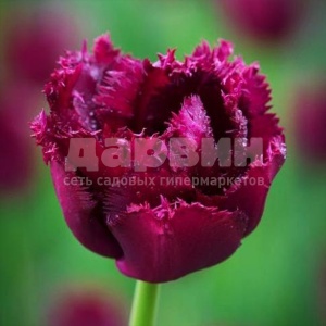 Луковица НВМ Тюльпан Горилла 11/12 фиолетовый 5шт