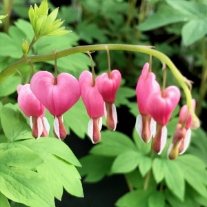 Корневище НВМ Дицентра Спектабиллис 1/2 1шт