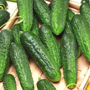 Семена огурец Погребок F1 Авторские 10шт Гавриш