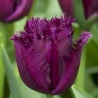 Луковица НВМ Тюльпан Блэк Джевел 11/12 бордовый 5шт