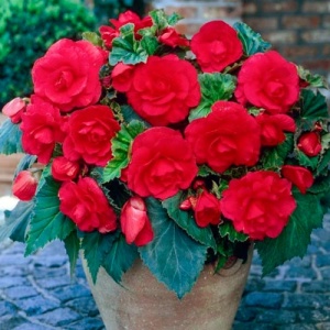 Клубень НВМ Бегония Фимбриата Рэд 4/5 2шт