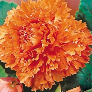 Клубень НВМ Бегония Фимбриата Орандж 4/5 2шт