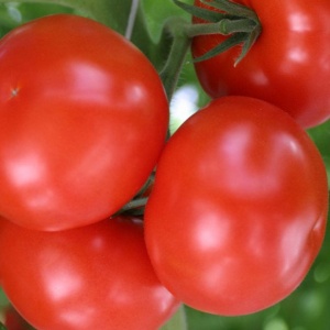 Семена томат Евпатор F1 Авторские 12шт Гавриш