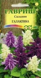 Семена цветов сальвия Галактика карликовая смесь окрасок 6шт Гавриш