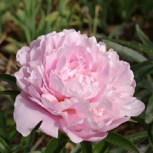 Корневище НВМ Пион Тафф 2/3 1шт