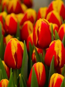 Луковица НВМ Тюльпан Денмарк  11/12  5 шт