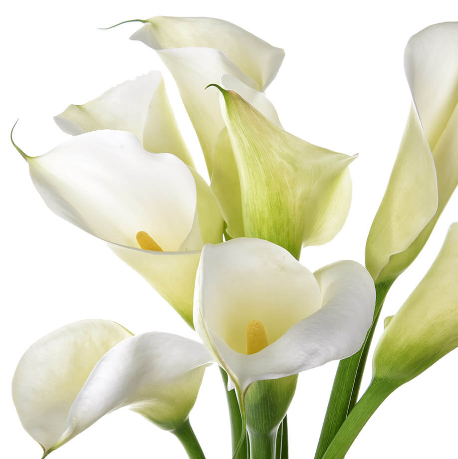 Клубень НВМ Калла Вайт 12/14 1шт