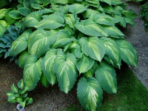 Корневище Хоста Вар Пэйнт, 1шт/уп