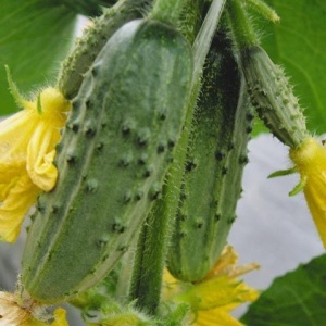 Семена огурец Малосольный F1 Авторские 10шт Гавриш