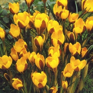 Луковица НВМ Крокус Дороти 5/7 желтый 15шт