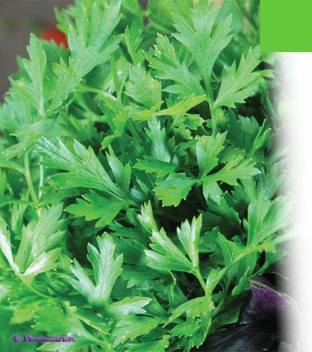 Семена петрушка Богатырь 3г Агроуспех