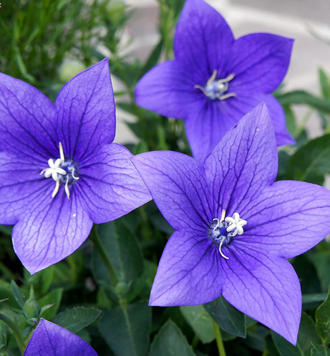 Корневище НВМ Ширококолокольчик Блю (I) 1шт