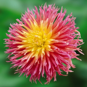 Клубень Георгина Фриндженд Стар, 1шт/уп